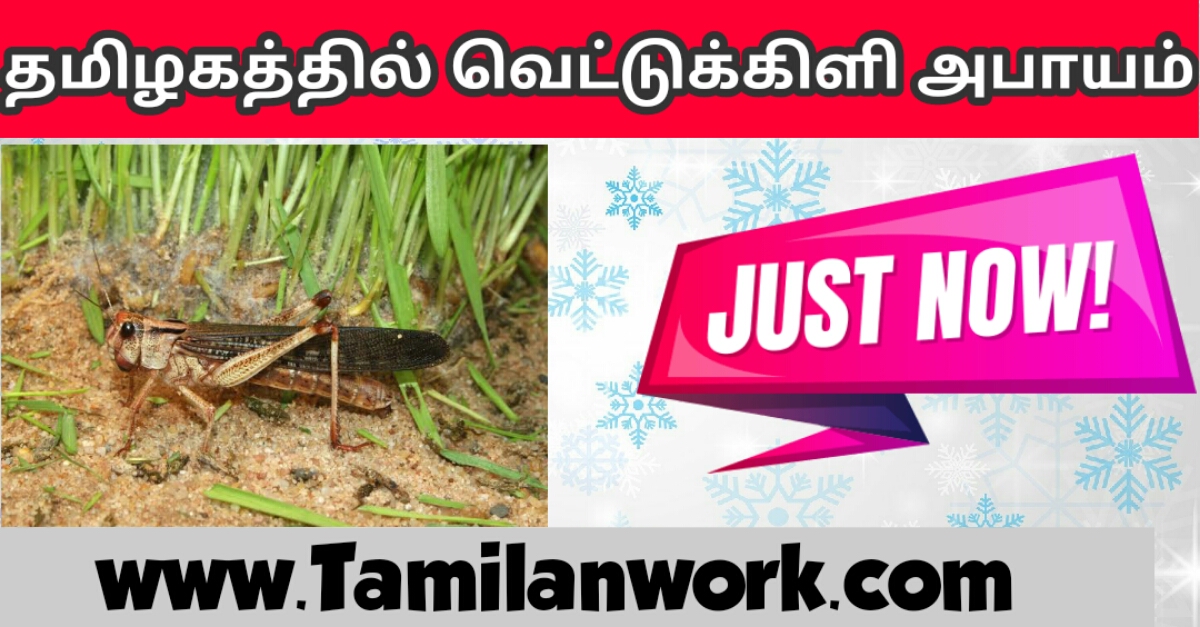 Locust Attack In Tamil Nadu